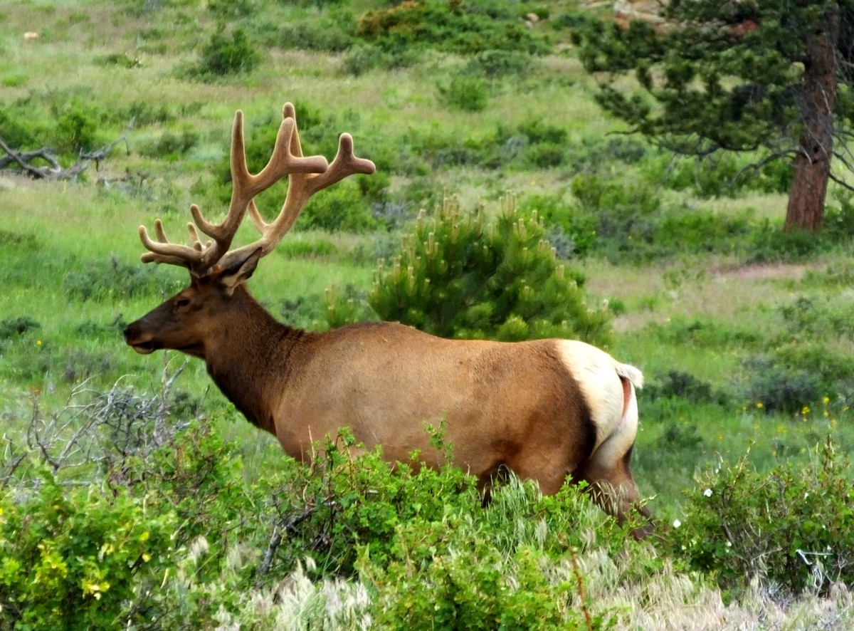 Young Male Elk - David Karchere