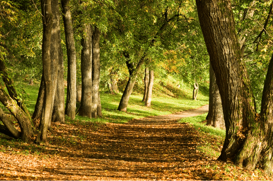 The road in the forest