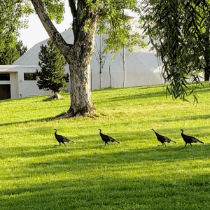 Turkeys Dome lawn 8-27-19 roshana 1